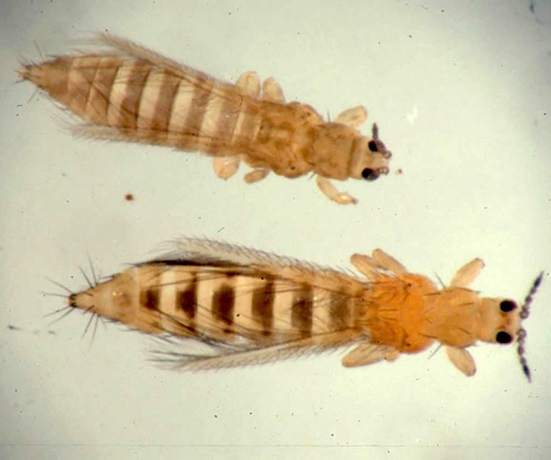 Западный цветочный калифорнийский трипс Frankliniella occidentalis Perg