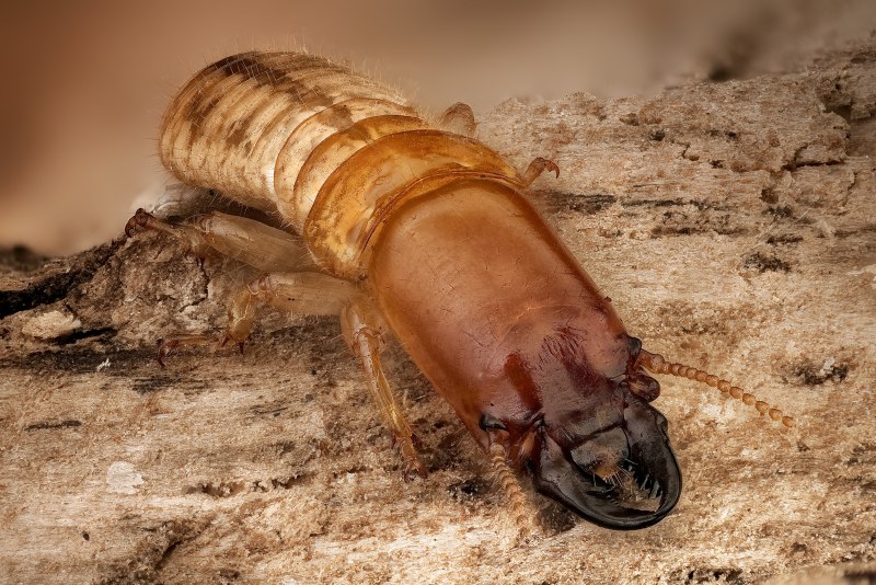 Kalotermes flavicollis