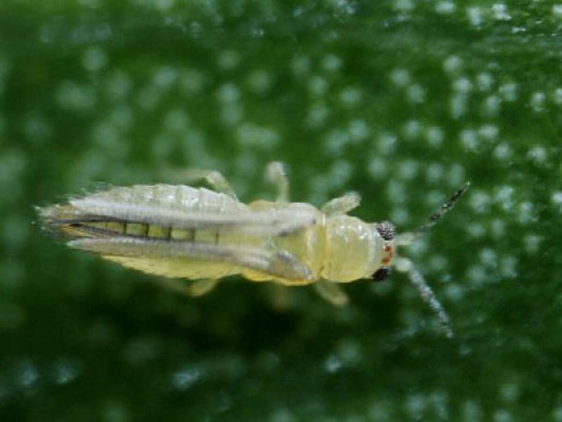 Западный цветочный трипс Frankliniella occidentalis