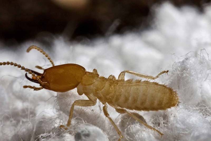 Отряд термиты — Isoptera