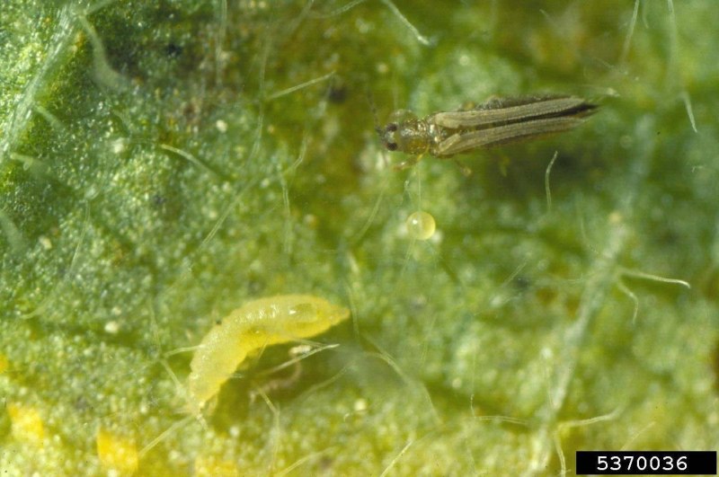 Западный цветочный трипс Frankliniella occidentalis