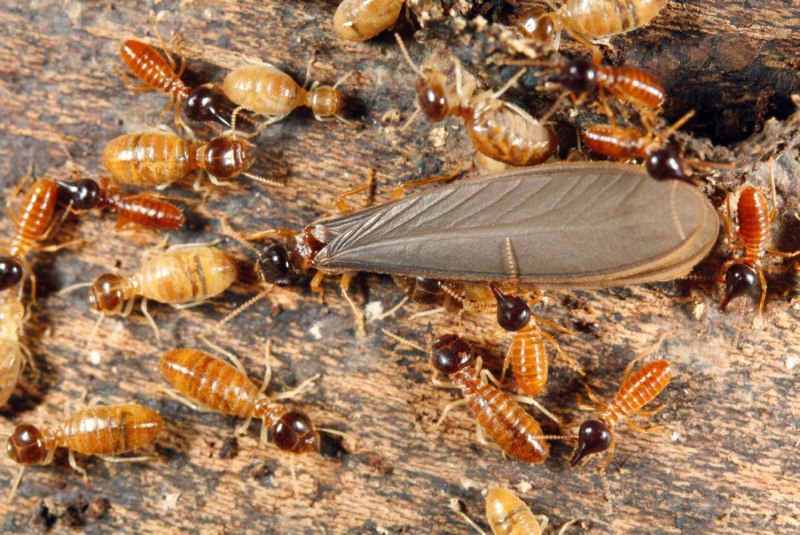 Отряд термиты — Isoptera