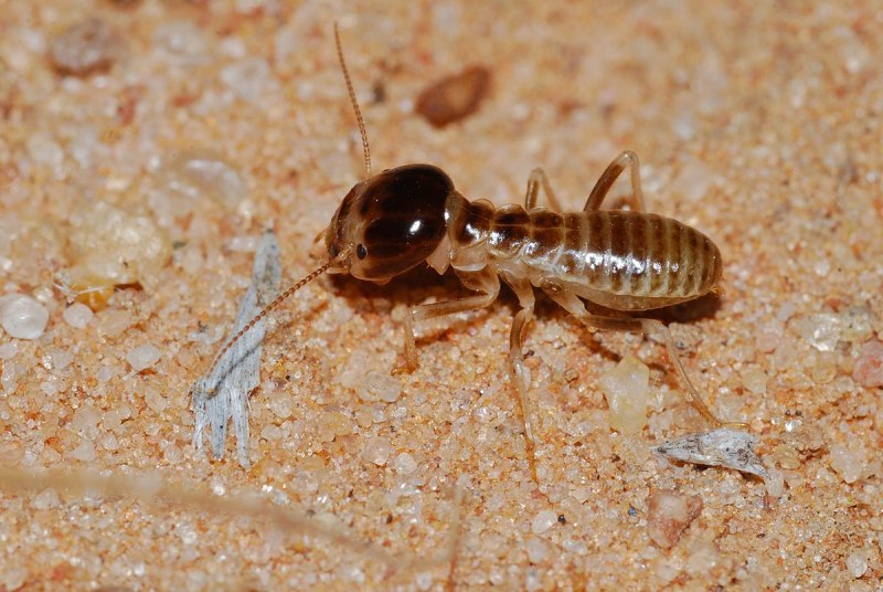 Hodotermes mossambicus.