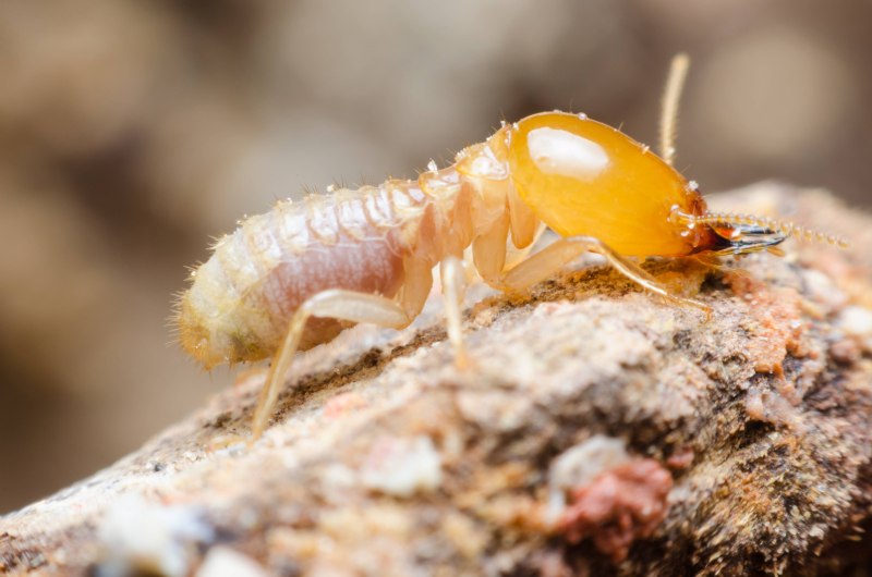 Отряд термиты — Isoptera