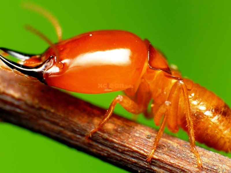 Отряд термиты — Isoptera