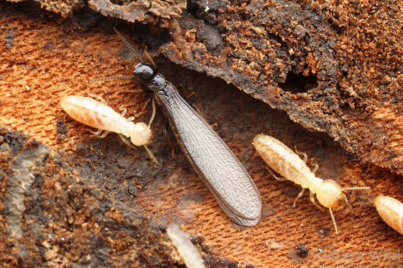 Отряд термиты — Isoptera