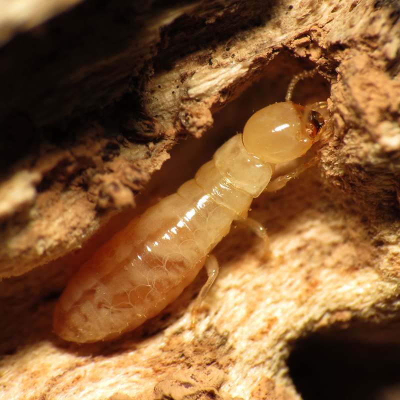 Отряд термиты — Isoptera