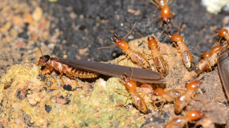 Isoptera термиты