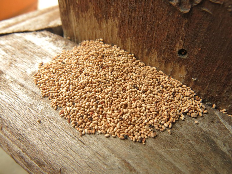 Termite treatment cost