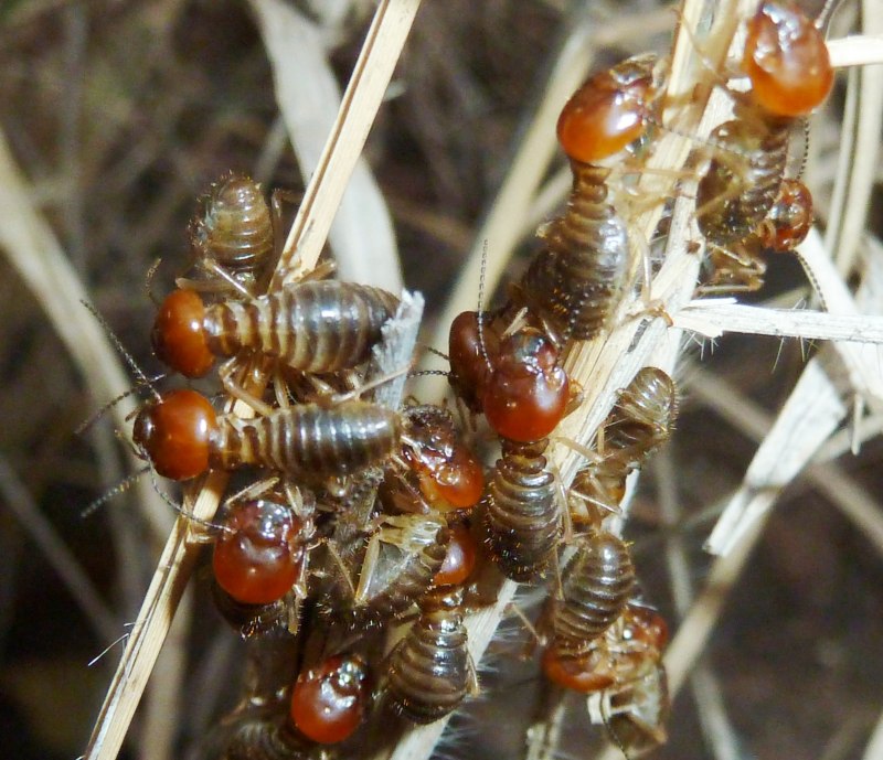 Hodotermes turkestanicus