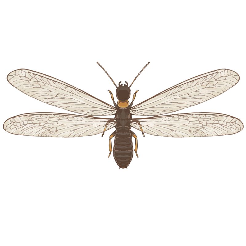 Diabolepis Speratus