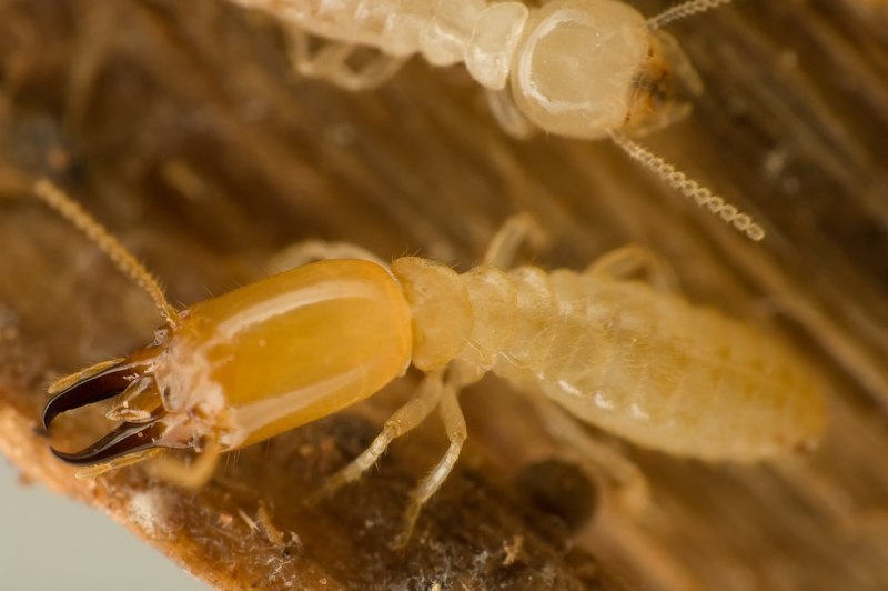 Отряд термиты — Isoptera