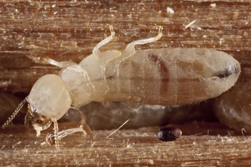 Термиты "Subterranean Termite"