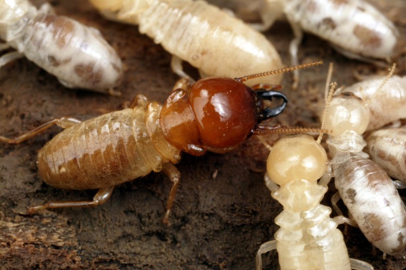 Isoptera термиты