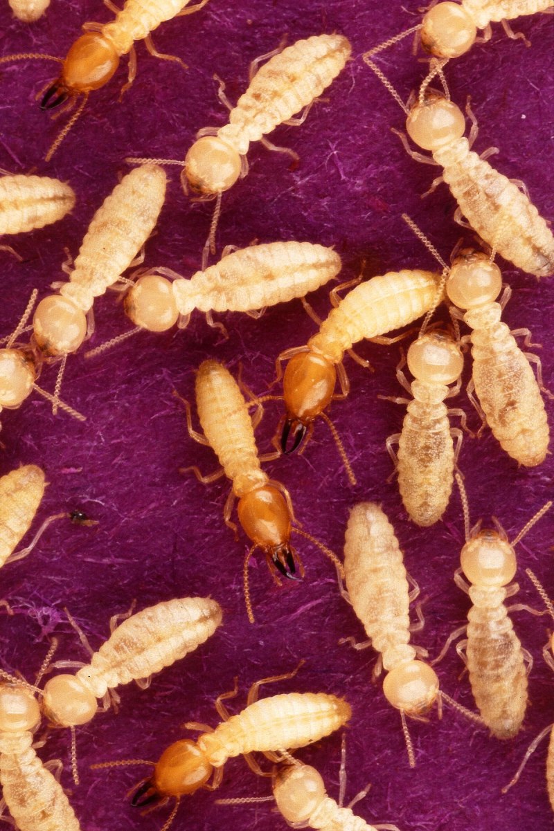 Термиты "Subterranean Termite"