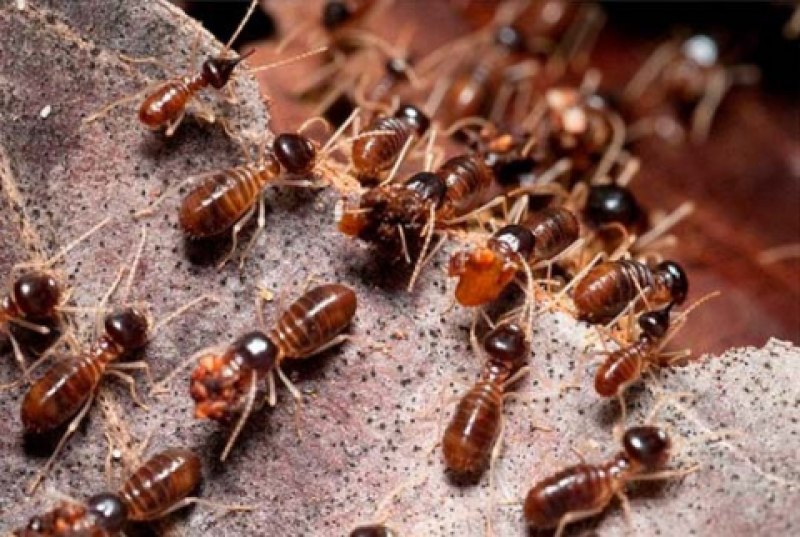 Isoptera термиты