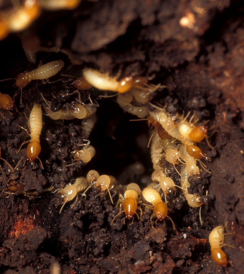 Отряд термиты — Isoptera