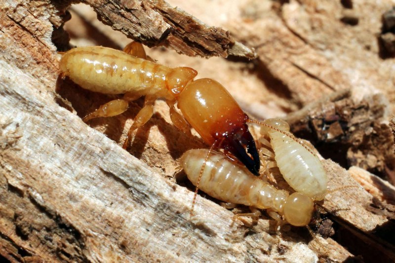 Isoptera термиты