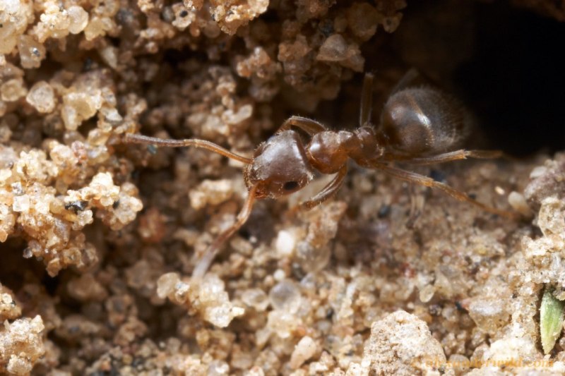 Lasius turcicus