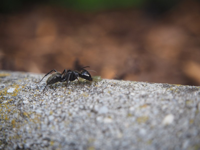 Urban Black nature Ant