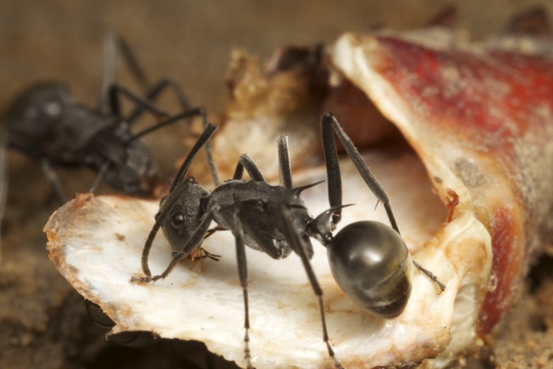 Polyrhachis Sokolova