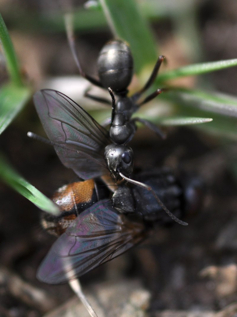 Formica gagates