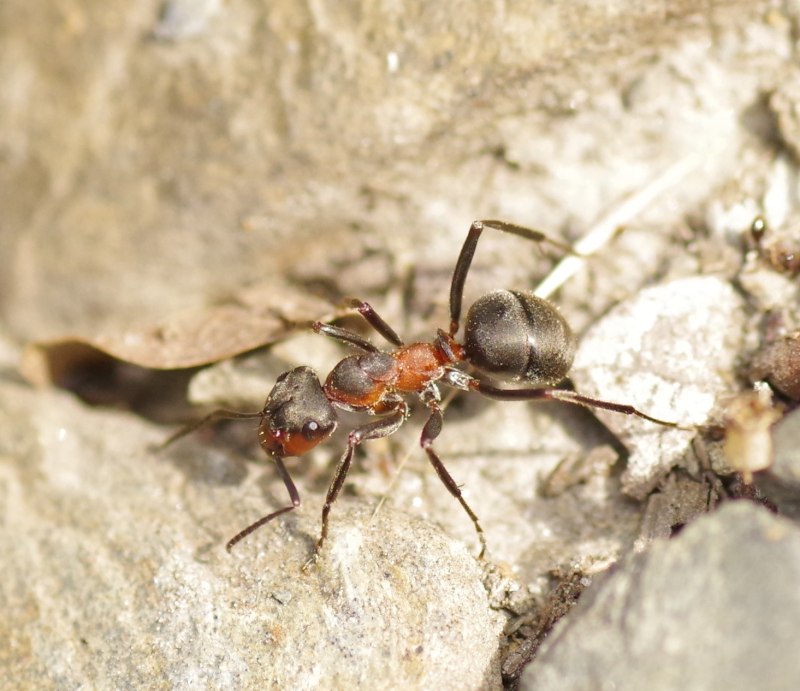 Formica pratensis