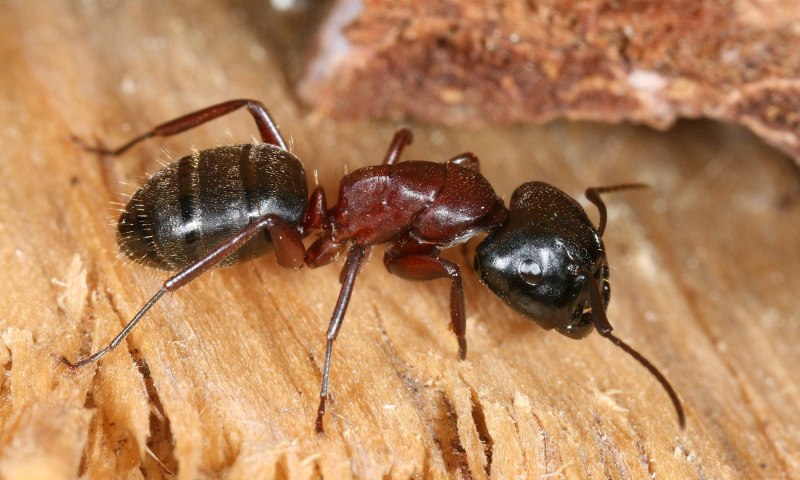 Муравьи-древоточцы (Camponotus)
