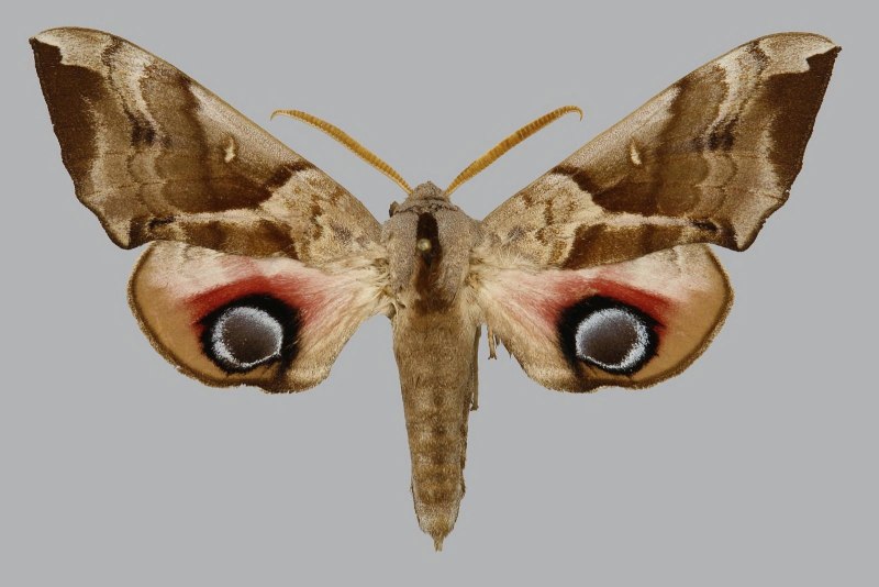 Бражник глазчатый (Smerinthus