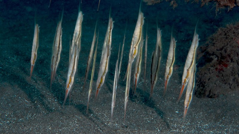 Рыба игла в черном море