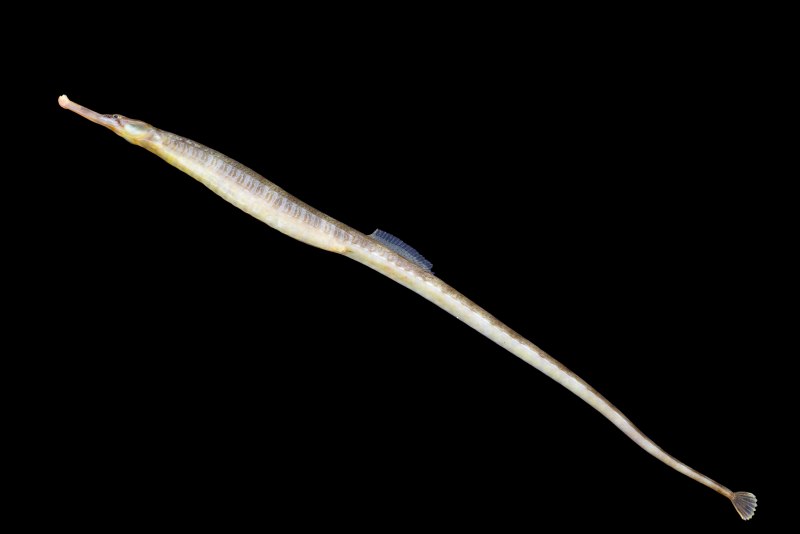 Рыба-игла Syngnathus.