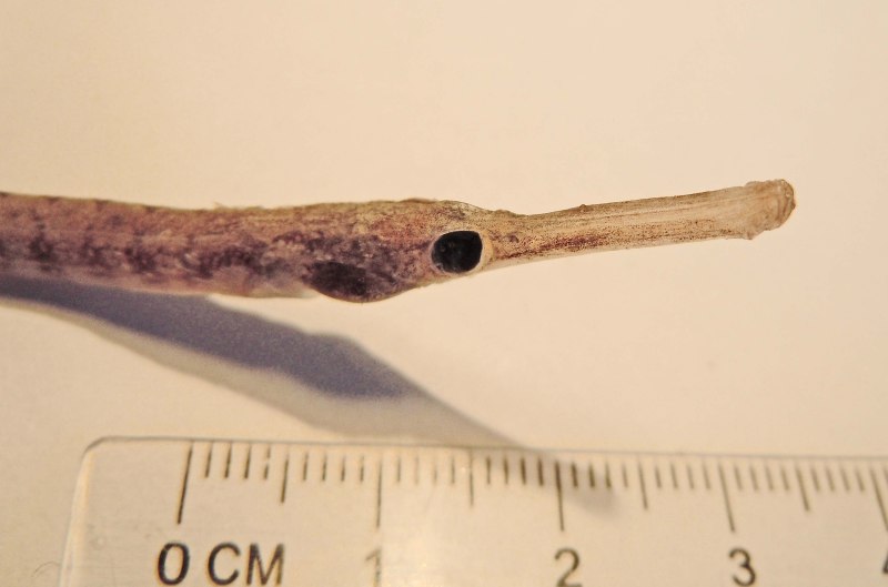 Рыба-игла Syngnathus.