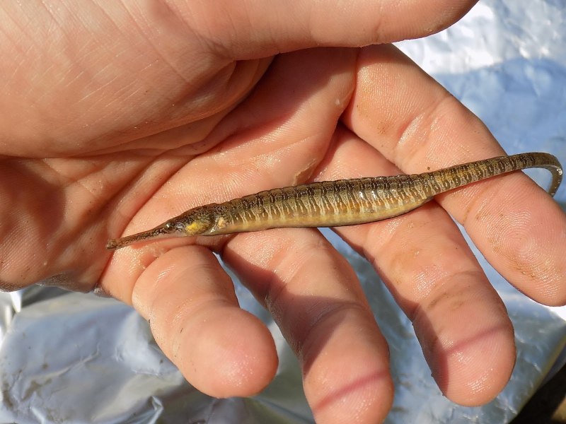 Syngnathus nigrolineatus