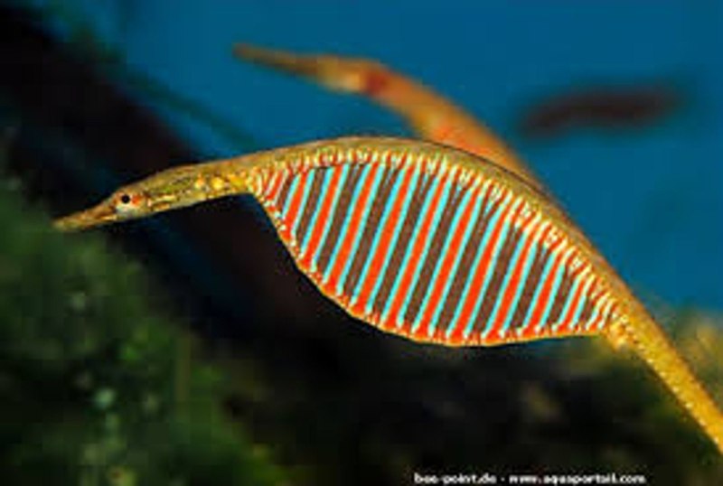 Microphis deocata