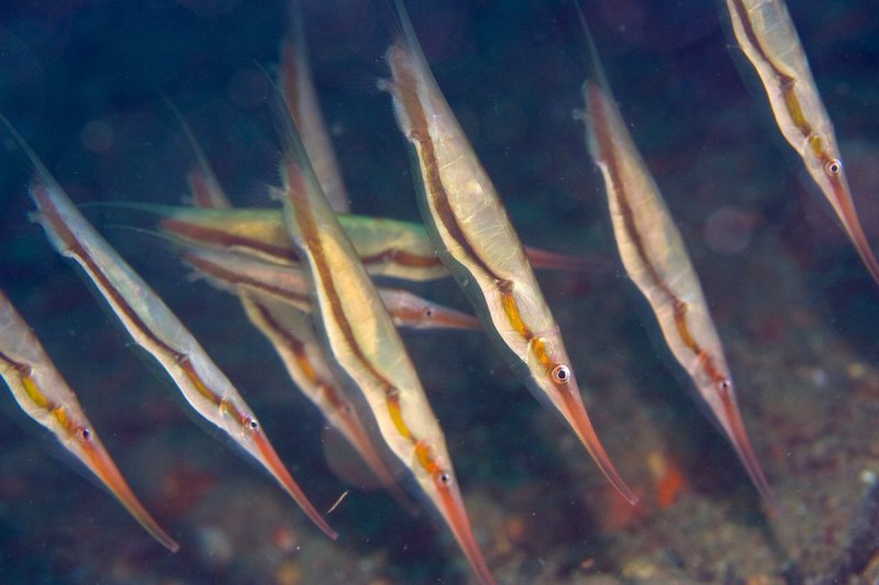 Кривохвостка обыкновенная (морская уточка)/Aeoliscus strigatus