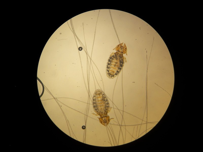 Felicola subrostratus
