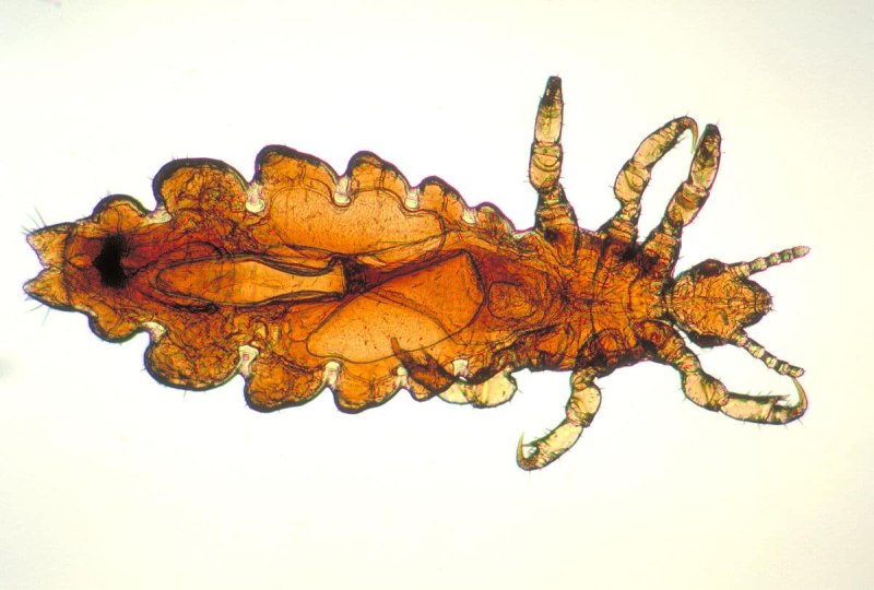 Вошь платяная (Pediculus humanus humanus