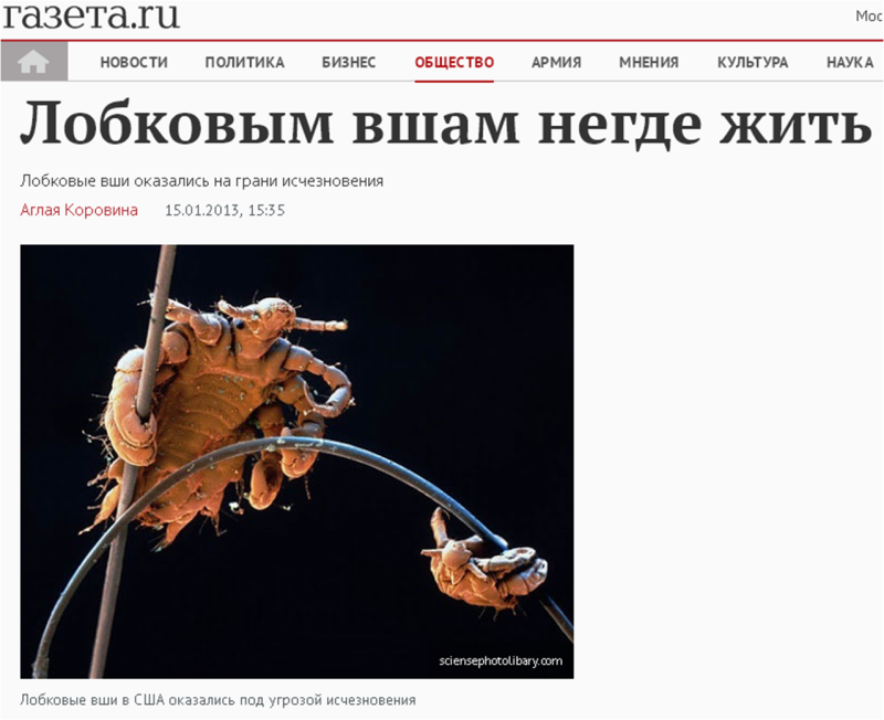 Лобковые вши на грани вымирания