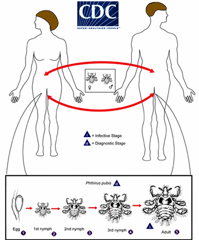 Жизненный цикл Phthirus pubis