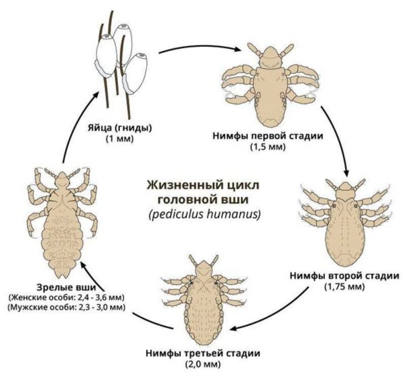 Pediculus humanus humanus жизненный цикл