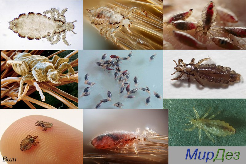 Вошь платяная (Pediculus humanus humanus