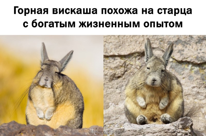Горная вискаша мемы