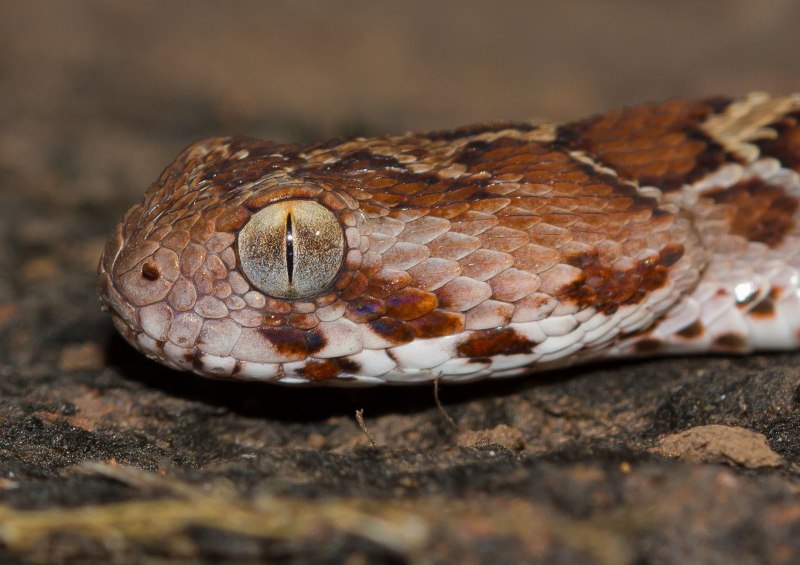 Песчаная Эфа (Echis carinatus)