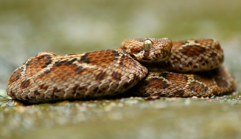 Saw scaled Viper