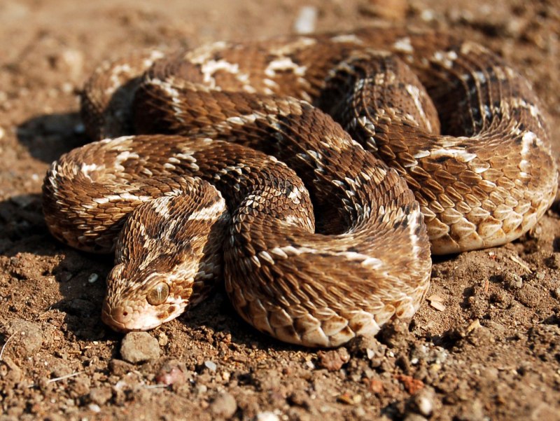 Песчаная Эфа (Echis carinatus)