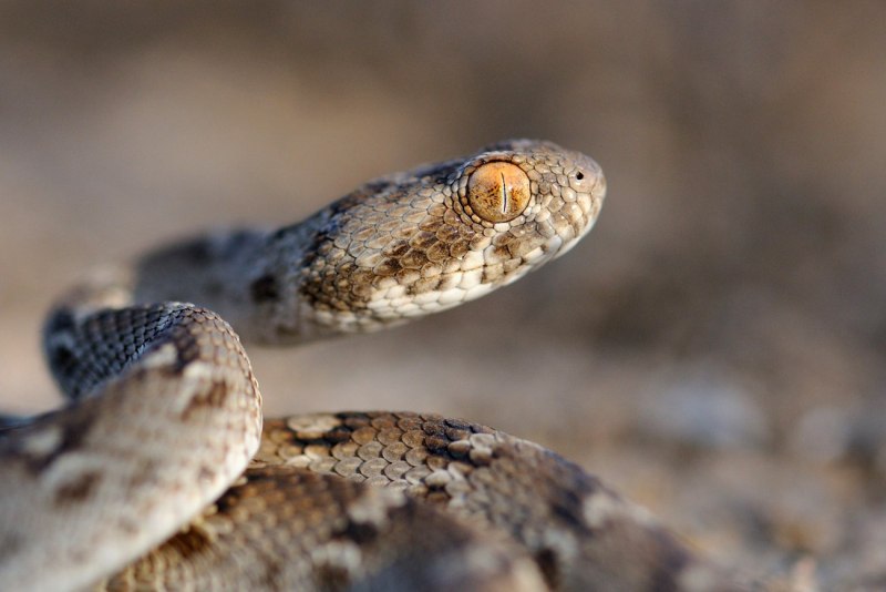 Песчаная Эфа (Echis carinatus)