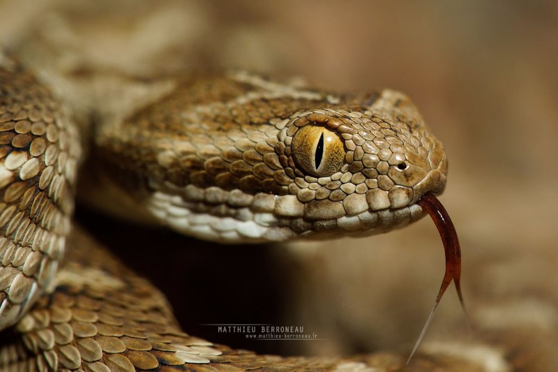 Песчаная Эфа (Echis carinatus)