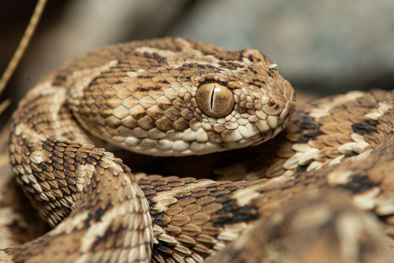 Saw scaled Viper
