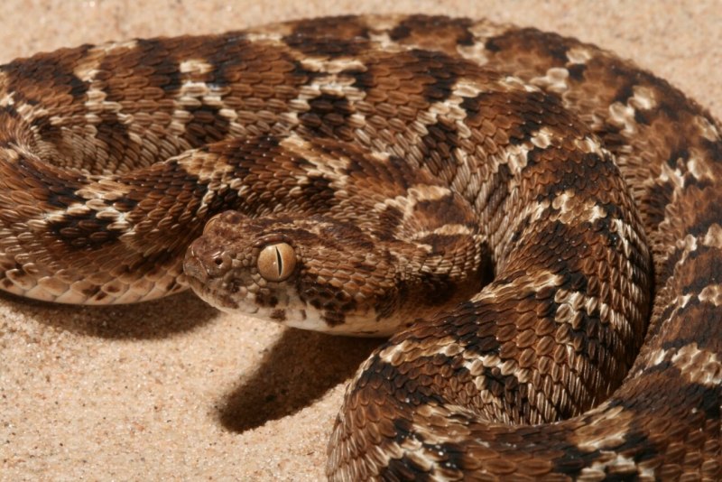 Saw scaled Viper