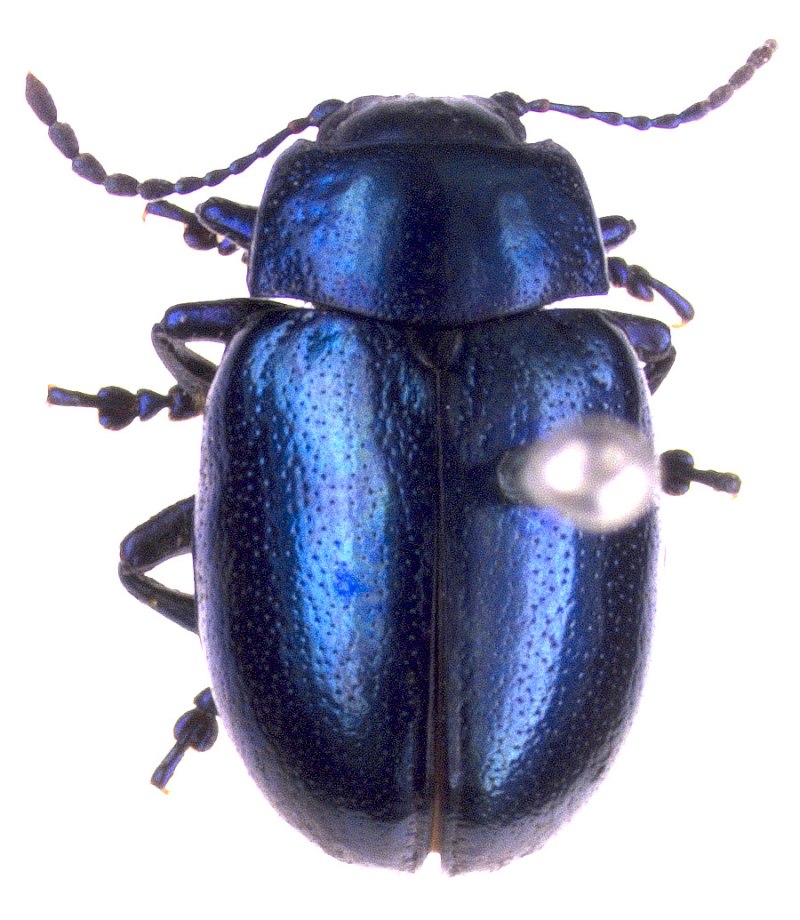 Жук Chrysolina limbata